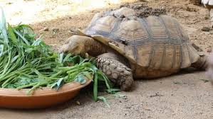 What To Feed Your Sulcata Tortoise Pethelpful