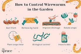 how to control wireworms in your garden