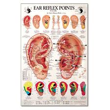 Ear Reflex Point Chart Oleson All Natural Living Ear