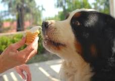 Can dogs have ice cream?