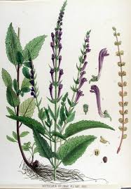 File:Scutellaria columnae — Flora Batava — Volume v17.jpg ...