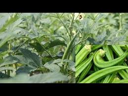 You can soak the seeds overnight in tepid water to help speed up the . How To Grow Okra Or Ladies Finger Grow Okra How To Grow Okra Ladies Finger