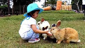 Ada juga kelinci satin yang berasal dari amerika serikat berjenis kelinci. Peternakan Kelinci Di Bogor By Suka Kelinci Farm Bogor Jawa Barat Tentang Kolam Kandang Ternak