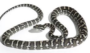 axanthic carpet python traits