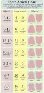 Teething Chart October 2015 Babycenter Canada