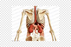 It is very stiff, and the thoracic spine has a limited range of motion. Abdomen Organ Human Anatomy Thorax Abdominal Cavity Abdomen Anatomy Human Back Anatomy Png Pngegg