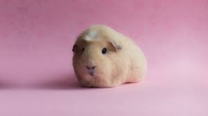 wallpaper guinea pig pink funny