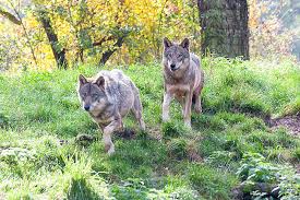 Please consider a gift to help support our ambassador wolves. Valley Of The Wolves Eifelpark Gondorf Germany