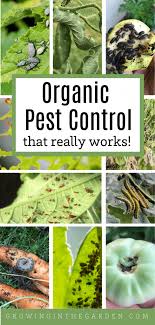 How is pest control done? Organic Pest Control That Really Works Growing In The Garden