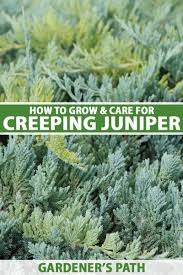 grow and care for creeping juniper