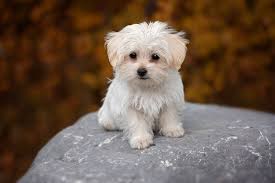 hypoallergenic dogs dogs that don t
