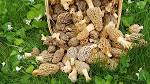 How much are morel mushrooms