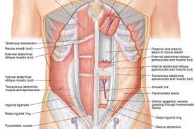 Stomach Muscles Diagram Biological Science Picture
