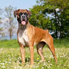 Our boxer puppies for sale will make courageous watchdogs and affectionate, playful friends for you and your family! Boxer Puppies For Sale Adoptapet Com
