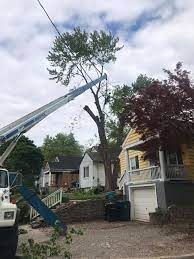 We provide tree services in new jersey throughout bergen at amazing tree services, we own all of our trucks, cranes, tools, and supplies and can handle any tree service job with the utmost efficiency. Robles Tree Service Llc Home Facebook