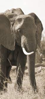 Elephant, family, tusk, grass 1242x2688 ...