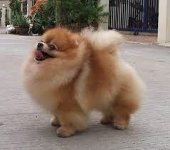 show quality pomeranian puppies for