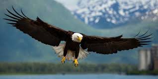Bald Eagles | Discover Valdez