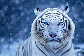 white tiger images browse 273 817