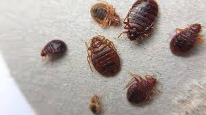 bed bugs souvenirs to avoid when