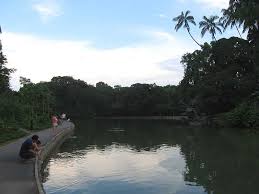 swan lake singapore botanic gardens