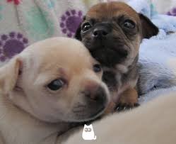 When they are born, their eyes will initially be blue. When Do Puppies Open Their Eyes Fully Altriciality In Dogs