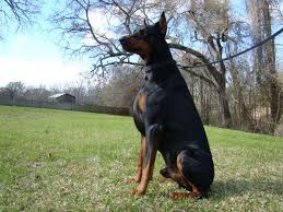 Welcome to valor dobermans where we strive to bring not only gorgeous european dobermans but also intelligent ones to families everywhere. Doberman Pinscher Puppy For Sale In Tomball Tx Adn 18226 On Puppyfinder Com Gender Male Age 4 Doberman Pinscher Puppy Dobermann Pinscher European Doberman