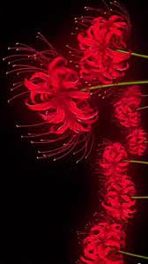 red flower spider lilies hd phone
