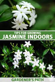 tips for growing jasmine indoors