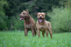the most dangerous dog breeds in the
