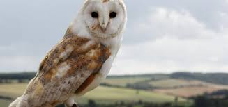 Free Barn Owl Box Plan Greenmoxie