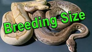 ball python breeding size you