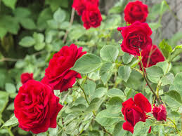 How To Grow Roses Without Soil At Home