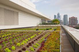 Rooftop Gardening My Chicago Botanic