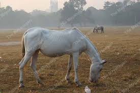 horse images hd 1080p free high quility