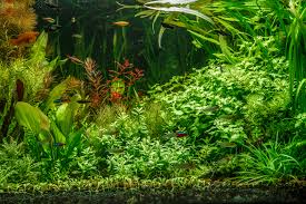 11 best aquarium carpet plants for your