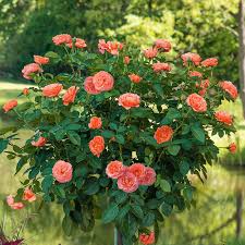 Jump For Joy Patio Tree Rose Save Up
