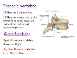 The 1st thoracic vertebra is considered an atypical because of the complete costal facet for the however, being the transitional form between the cervical vertebra and typical thoracic, it shares. Thorax Ppt Download