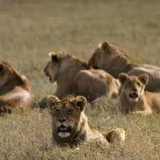 lion prides and street gangs science