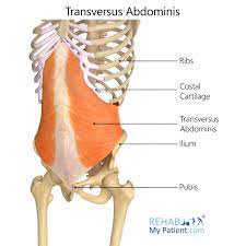 tranversus abdominis rehab my patient