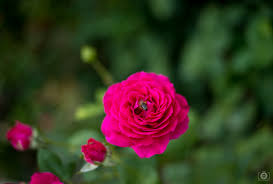 pink rose with bee background high