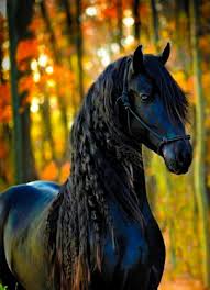 pretty horse wallpapers wallpaper cave