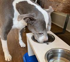healthy dog food recipe life in the