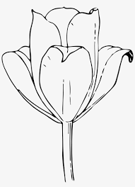 open tulip flower drawing transpa