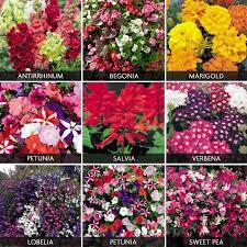 summer bedding plants pack annual
