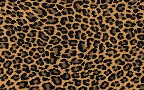leopard pattern hd wallpaper