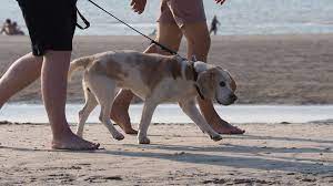 top 4 dog beaches in newport the dog