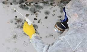 How To Get Rid Of Mold