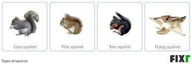 2022 Squirrel Removal Cost Average
