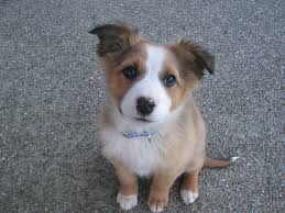 A place for really cute pictures and videos!. Australian Shepherd Mix Welpen Osterreich